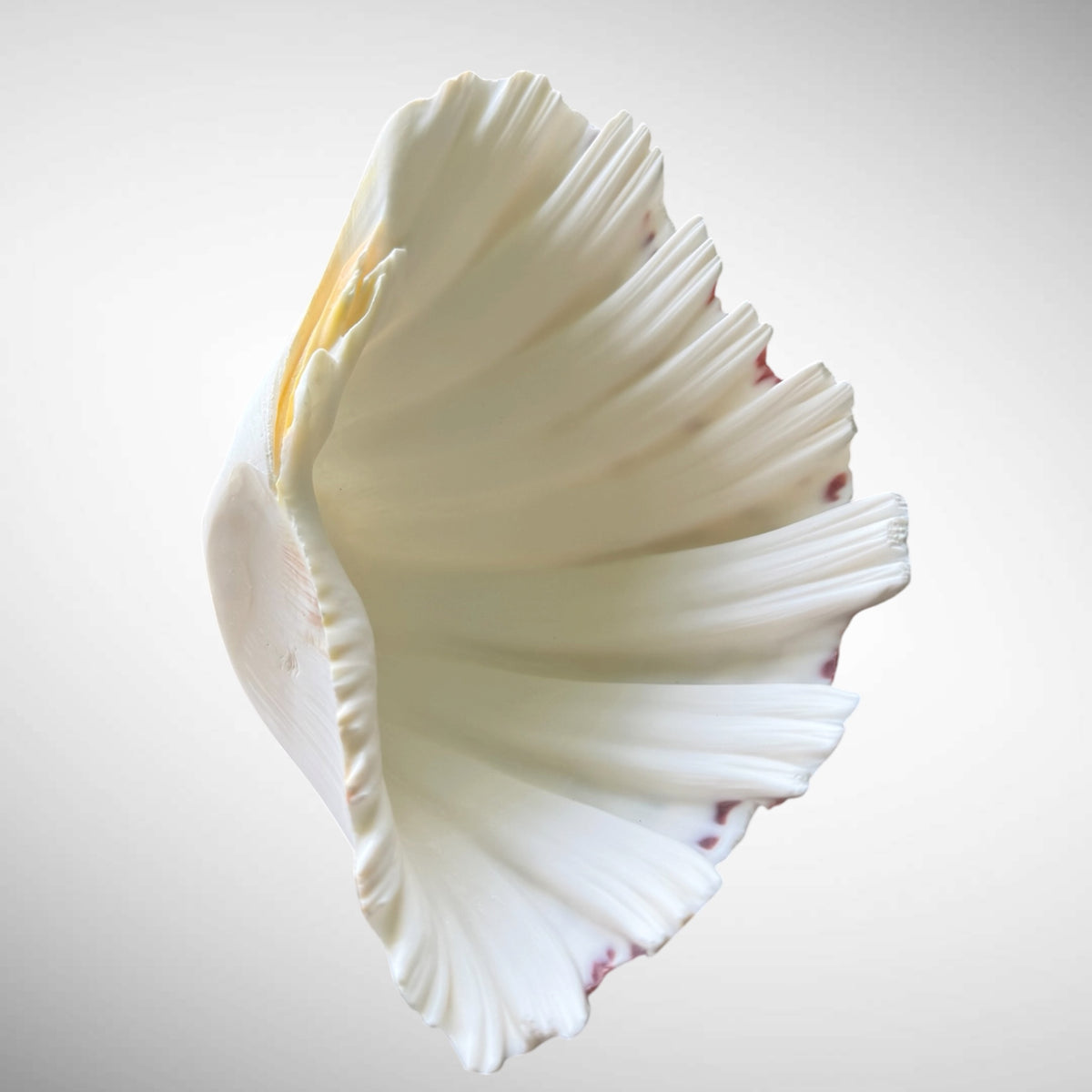 Polished Bear’s Paw Clam Shells