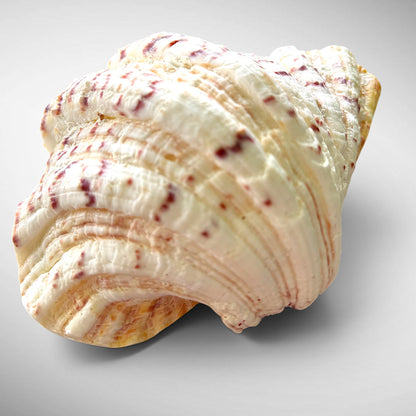 Polished Bear’s Paw Clam Shells
