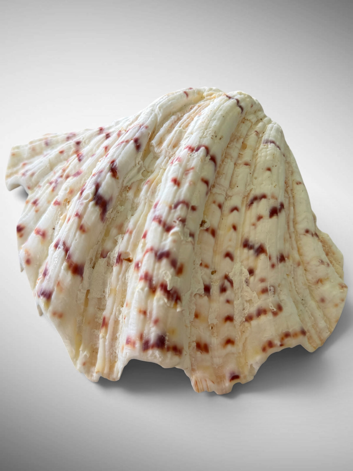 Polished Bear’s Paw Clam Shells