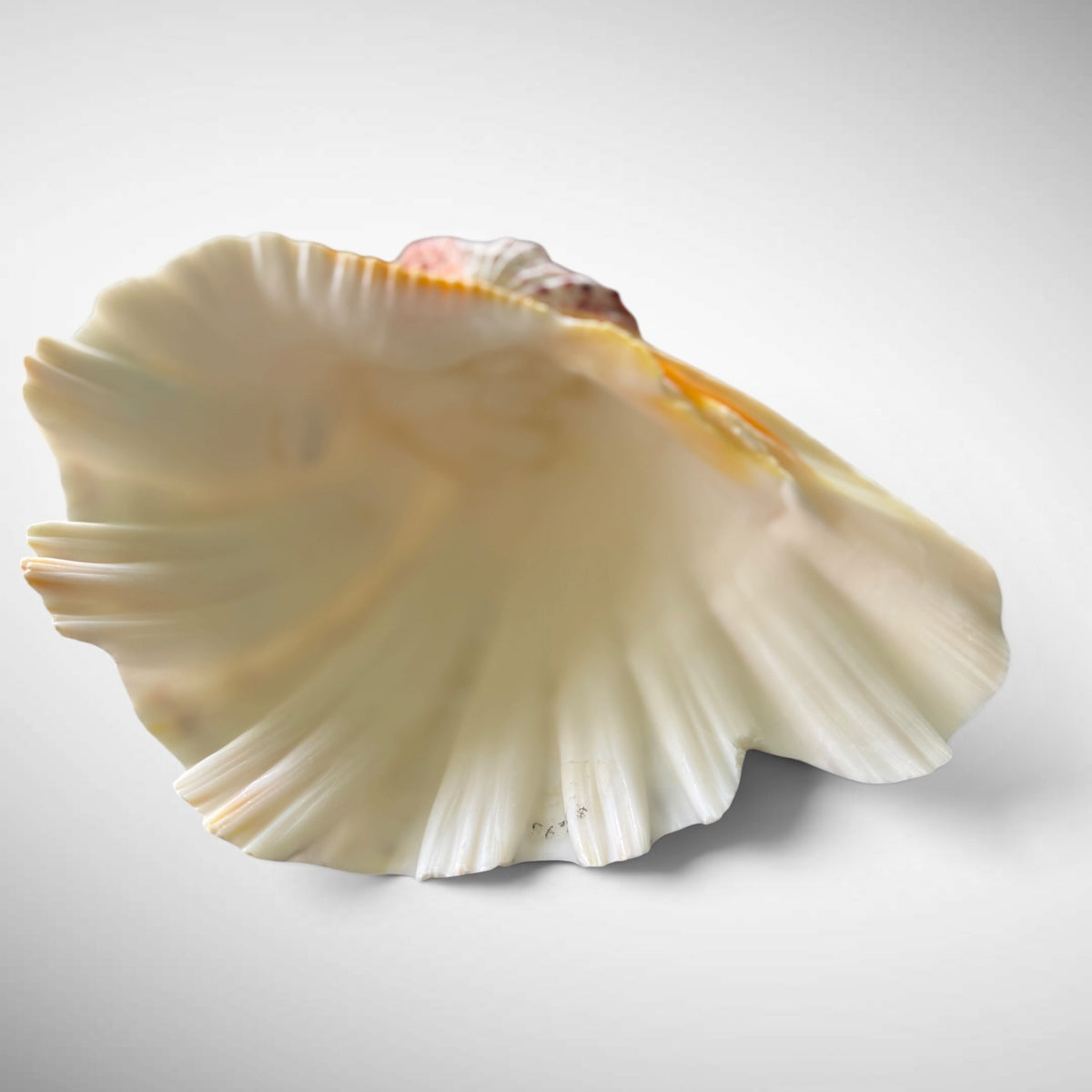 Polished Bear’s Paw Clam Shells
