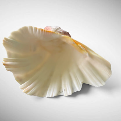 Polished Bear’s Paw Clam Shells