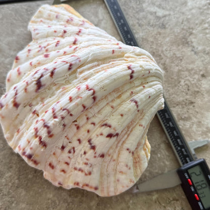 Polished Bear’s Paw Clam Shells