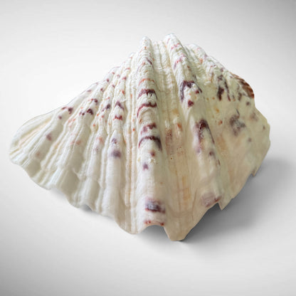 Polished Bear’s Paw Clam Shells