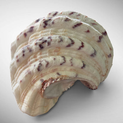 Polished Bear’s Paw Clam Shells