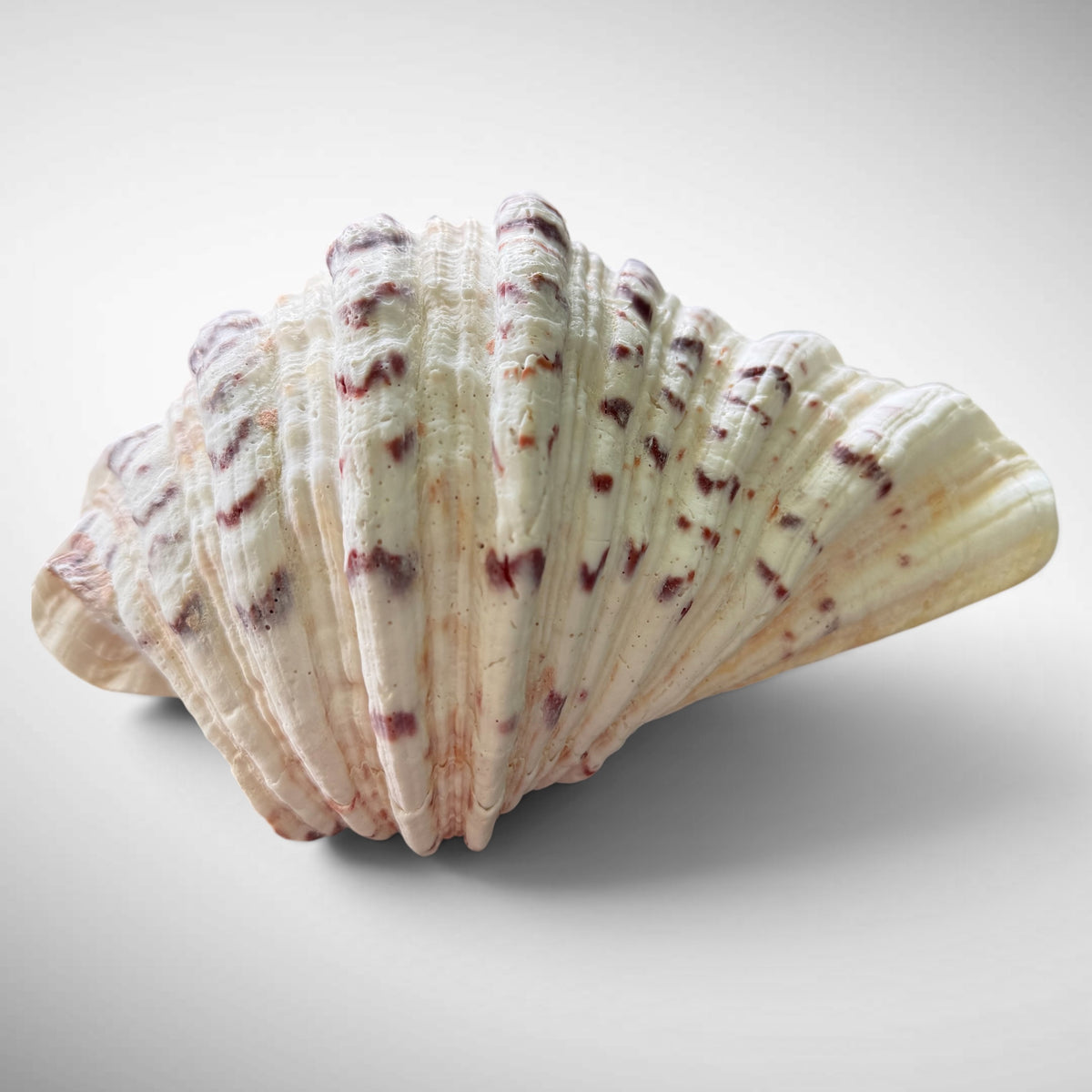 Polished Bear’s Paw Clam Shells