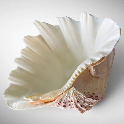 Polished Bear’s Paw Clam Shells