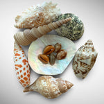 Natural Mixed Seashell Collector Bundle