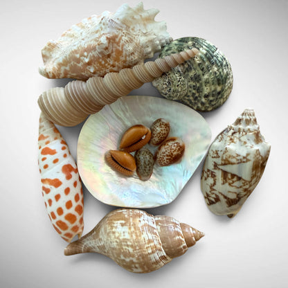 Natural Mixed Seashell Collector Bundle
