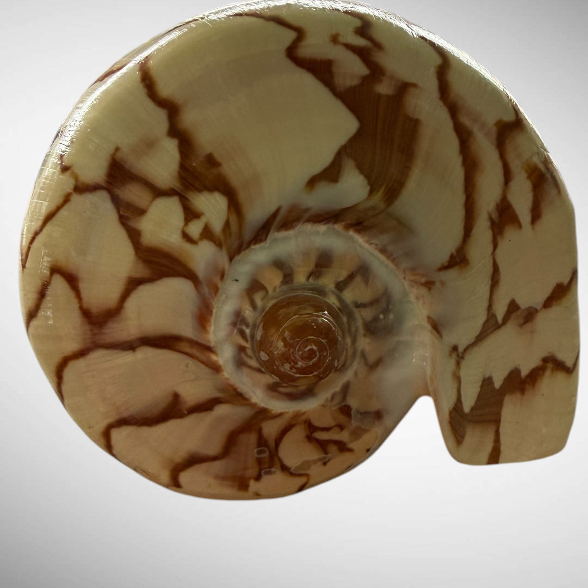 Noble Volute