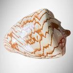 Noble Volute