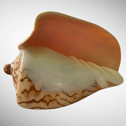 Noble Volute