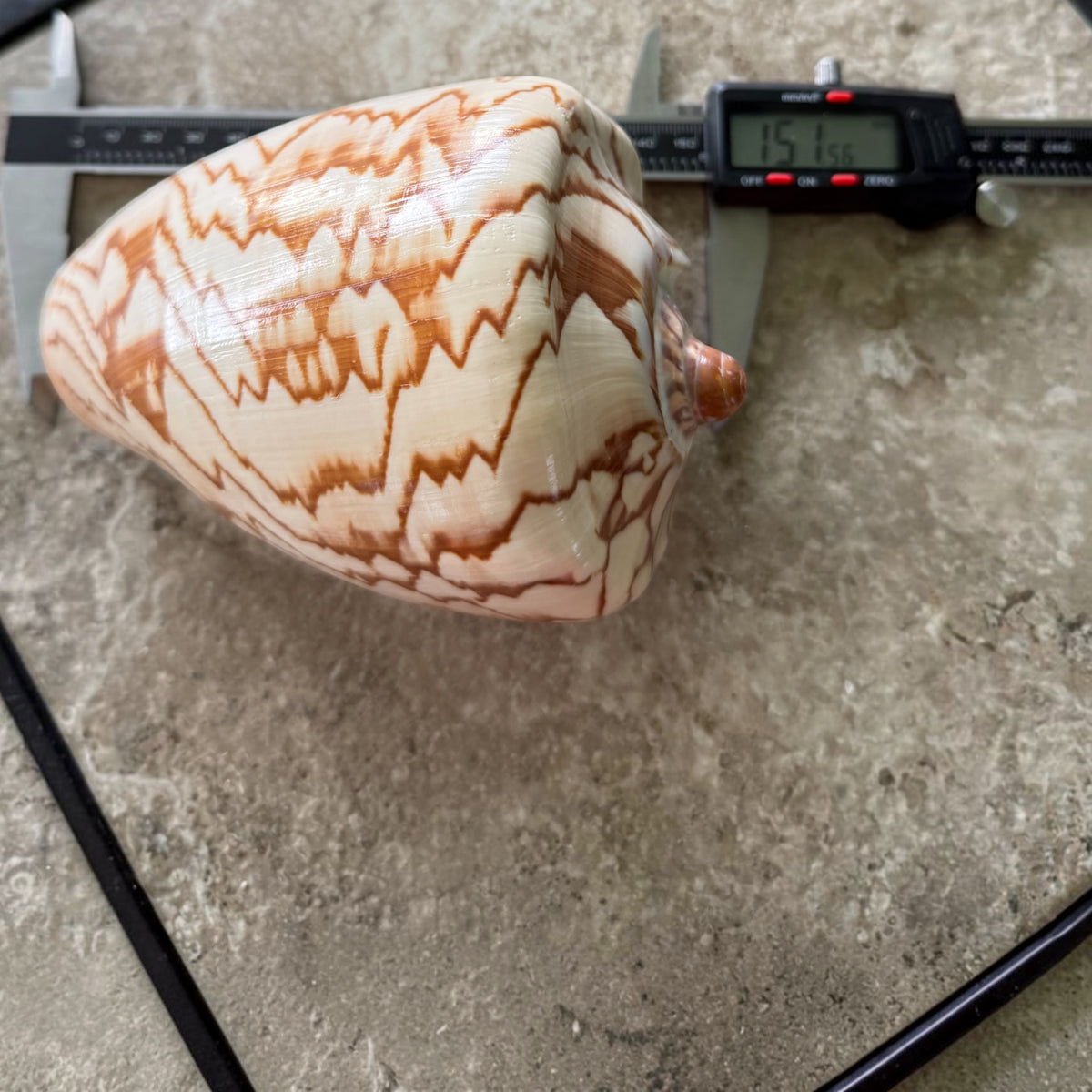 Noble Volute
