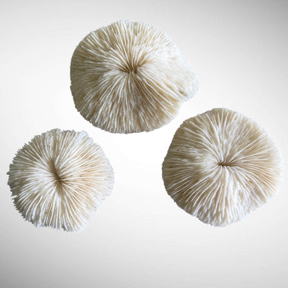 Natural White Mushroom Coral Skeletons (Set of 3)