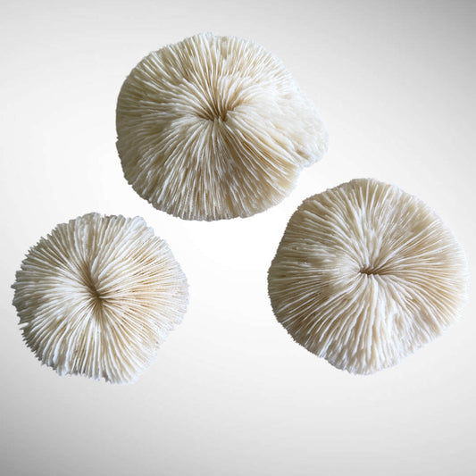 Natural White Mushroom Coral Skeletons (Set of 3)