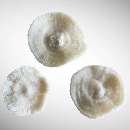 Natural White Mushroom Coral Skeletons (Set of 3)