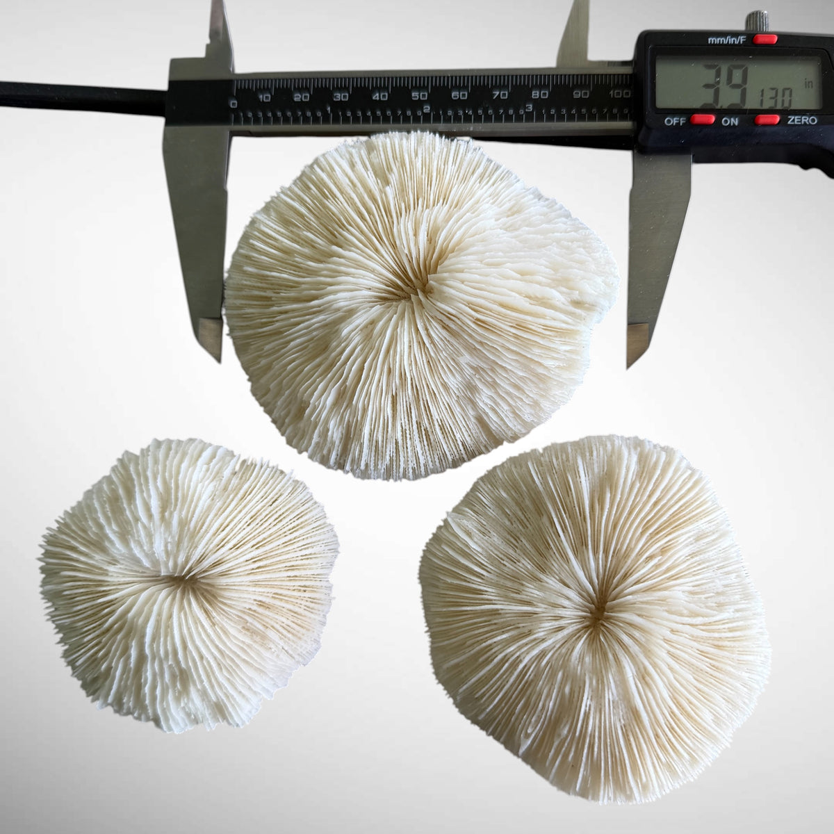 Natural White Mushroom Coral Skeletons (Set of 3)