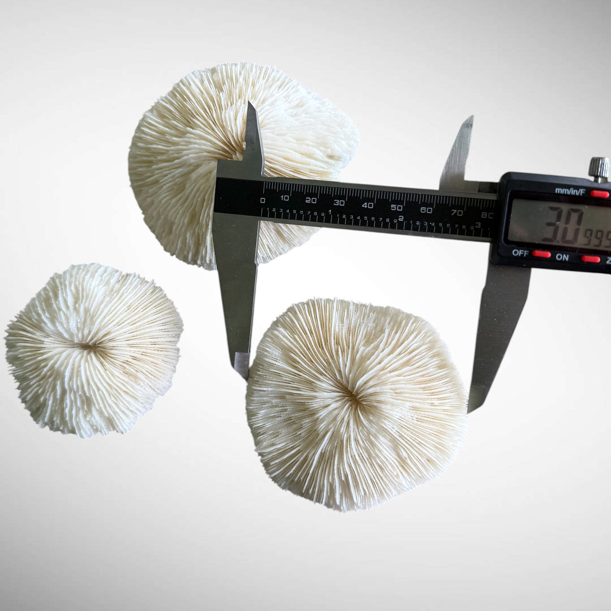 Natural White Mushroom Coral Skeletons (Set of 3)