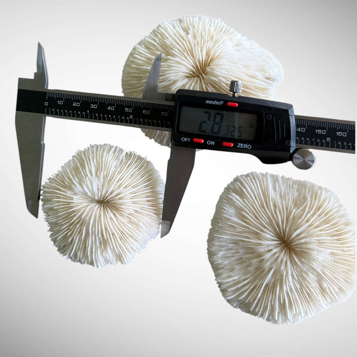 Natural White Mushroom Coral Skeletons (Set of 3)