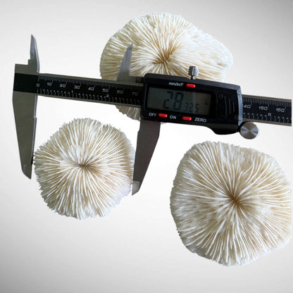 Natural White Mushroom Coral Skeletons (Set of 3)