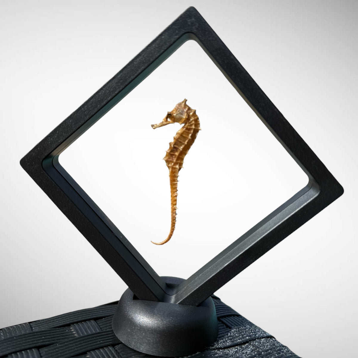 Real Dried Seahorse in Floating Frame Display