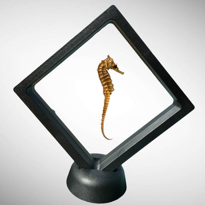 Real Dried Seahorse in Floating Frame Display