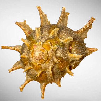 Bolma girgyllus (Girgyllus Star Snail)