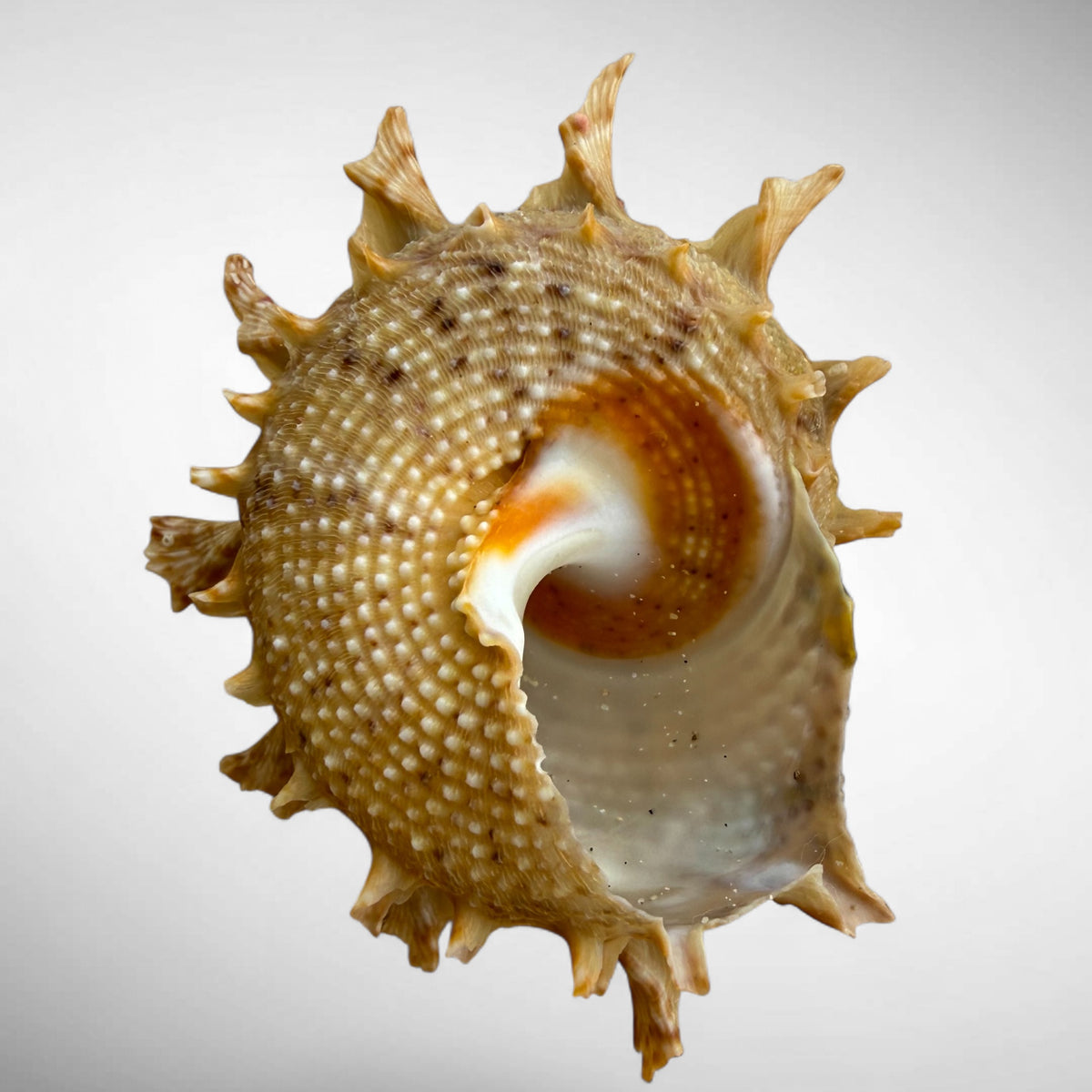 Bolma girgyllus (Girgyllus Star Snail)