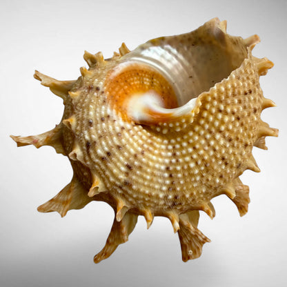 Bolma girgyllus (Girgyllus Star Snail)