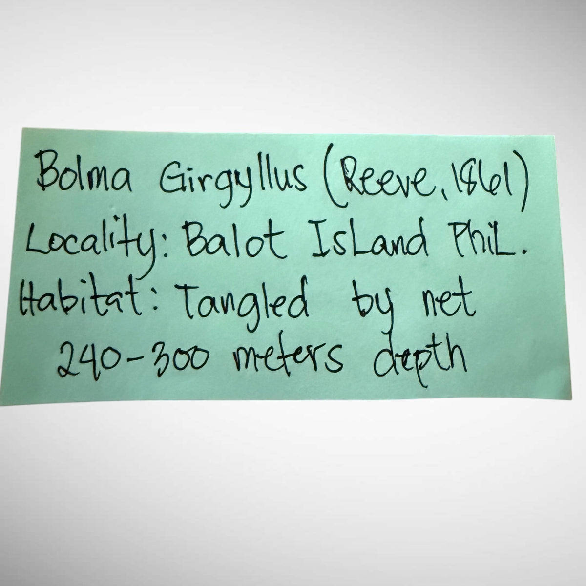 Bolma girgyllus (Girgyllus Star Snail)