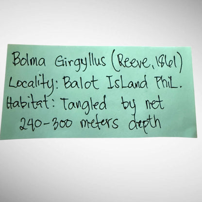 Bolma girgyllus (Girgyllus Star Snail)