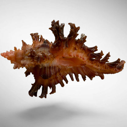 Chicoreus brunneus (Black or Burnt Murex)