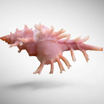 Chicoreus loebbeckei (Loebbecke's Murex)