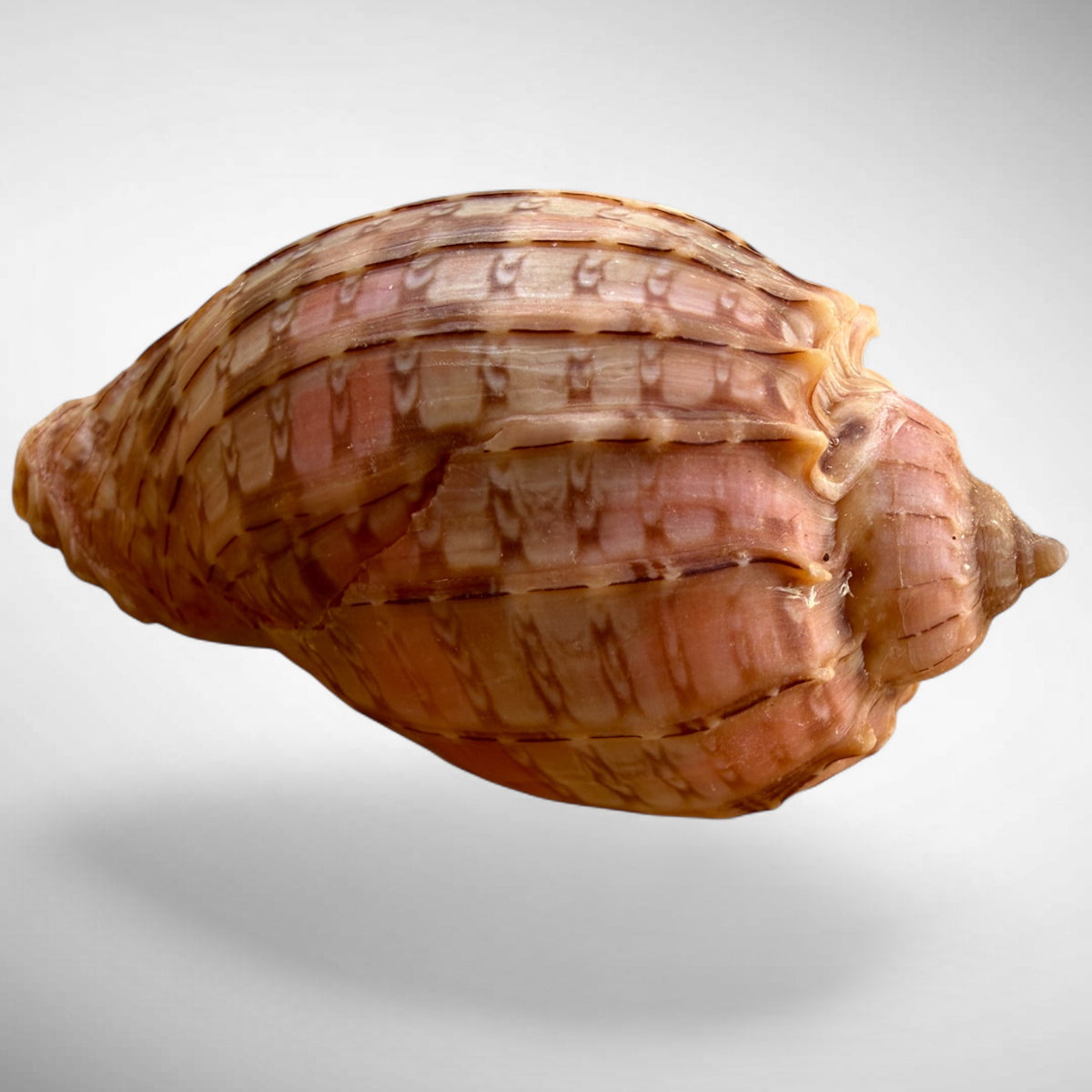 Harp Sea Shell (genus Harpa)