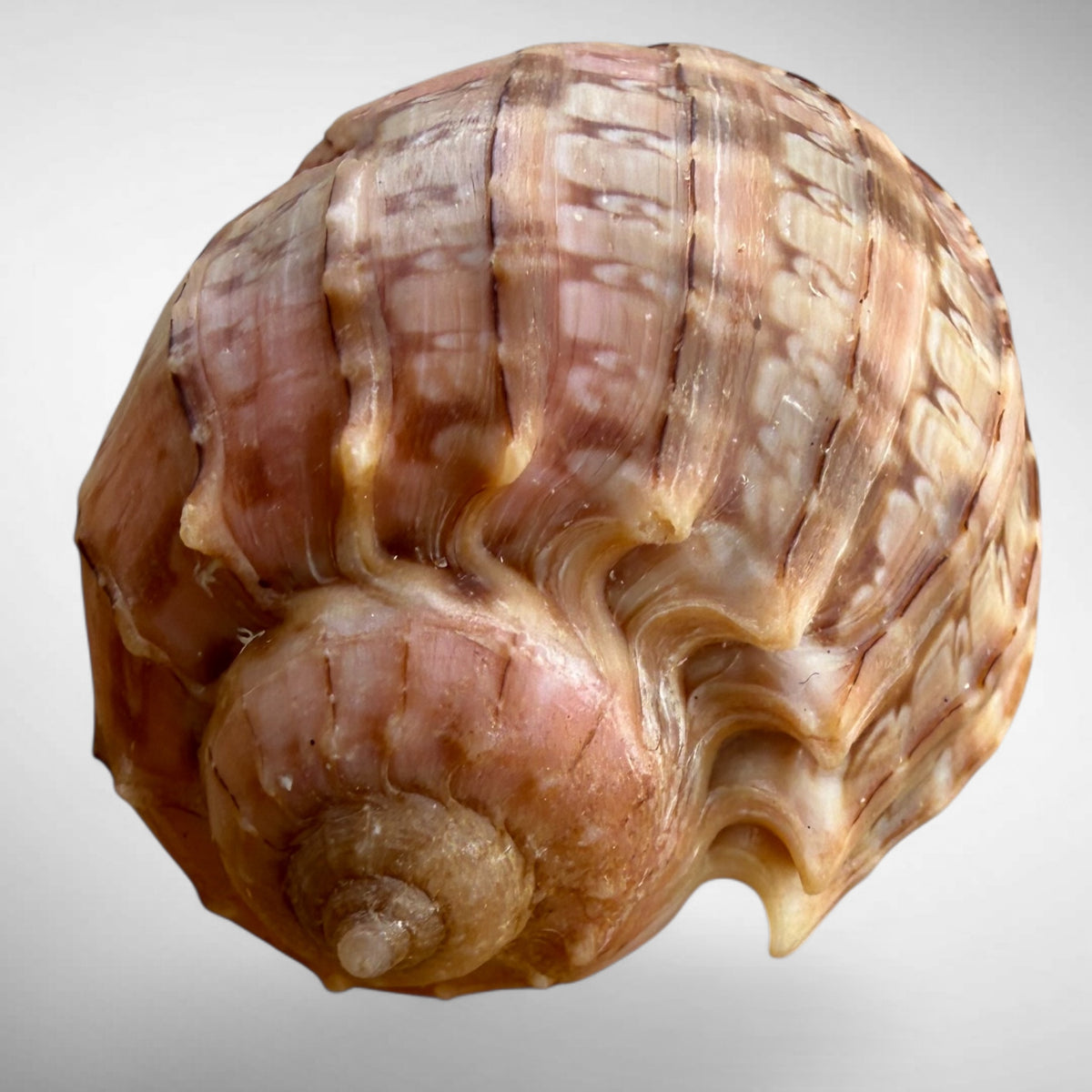 Harp Sea Shell (genus Harpa)