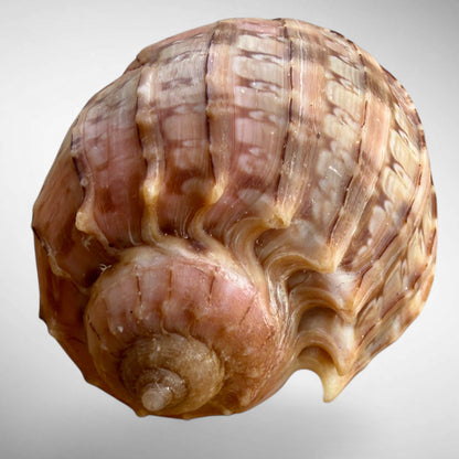 Harp Sea Shell (genus Harpa)