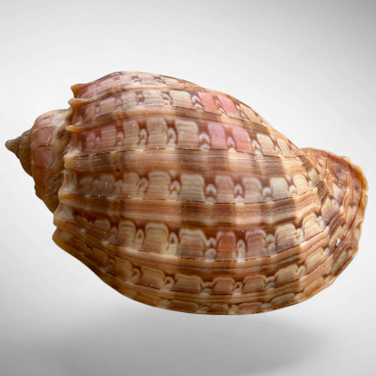 Harp Sea Shell (genus Harpa)