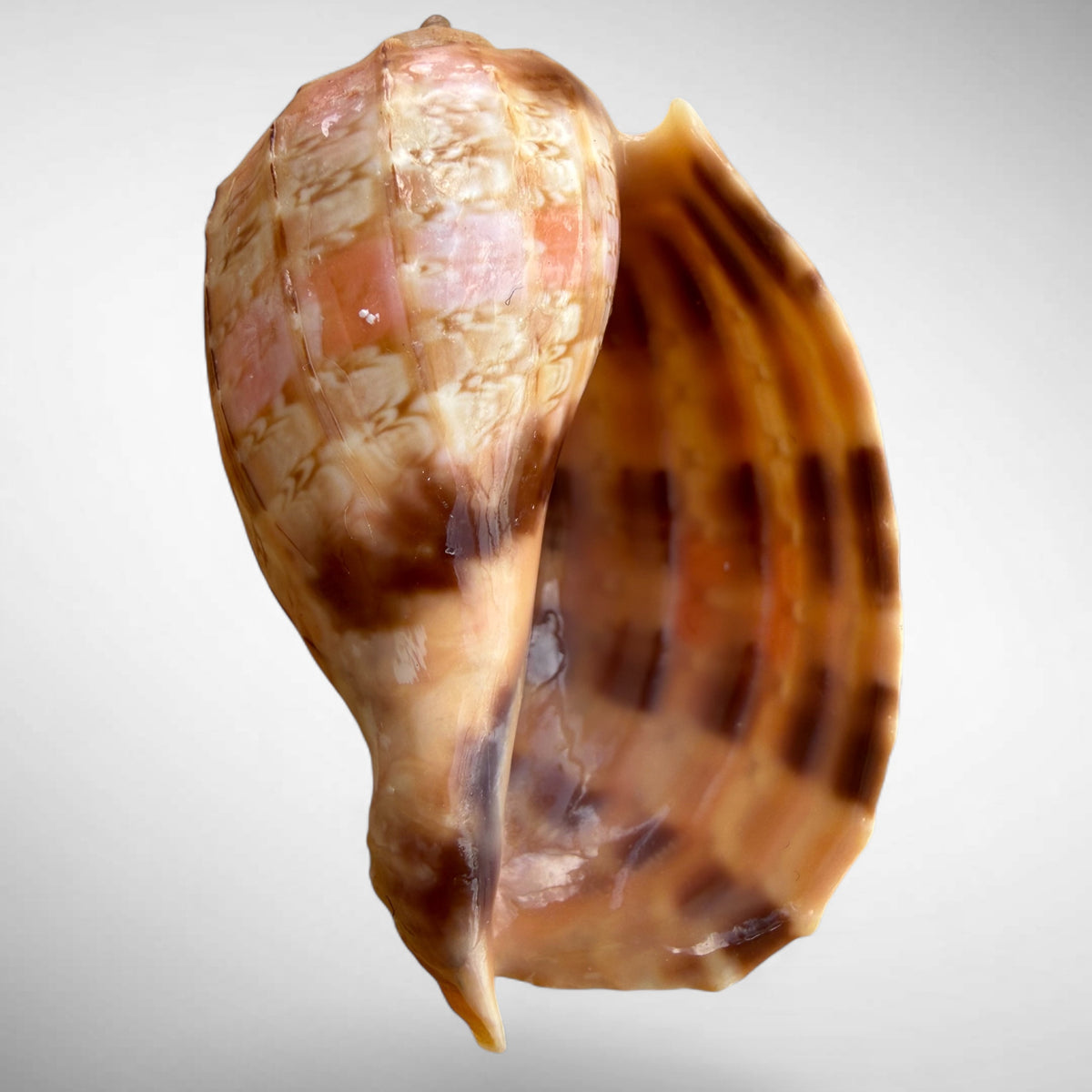 Harp Sea Shell (genus Harpa)