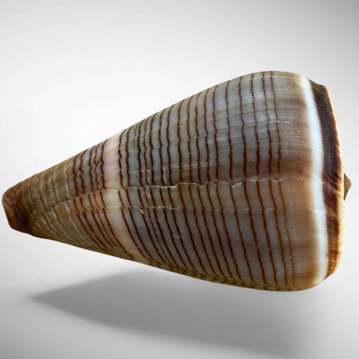 Conus figulinus (Fig Cone)