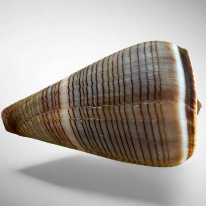 Conus figulinus (Fig Cone)