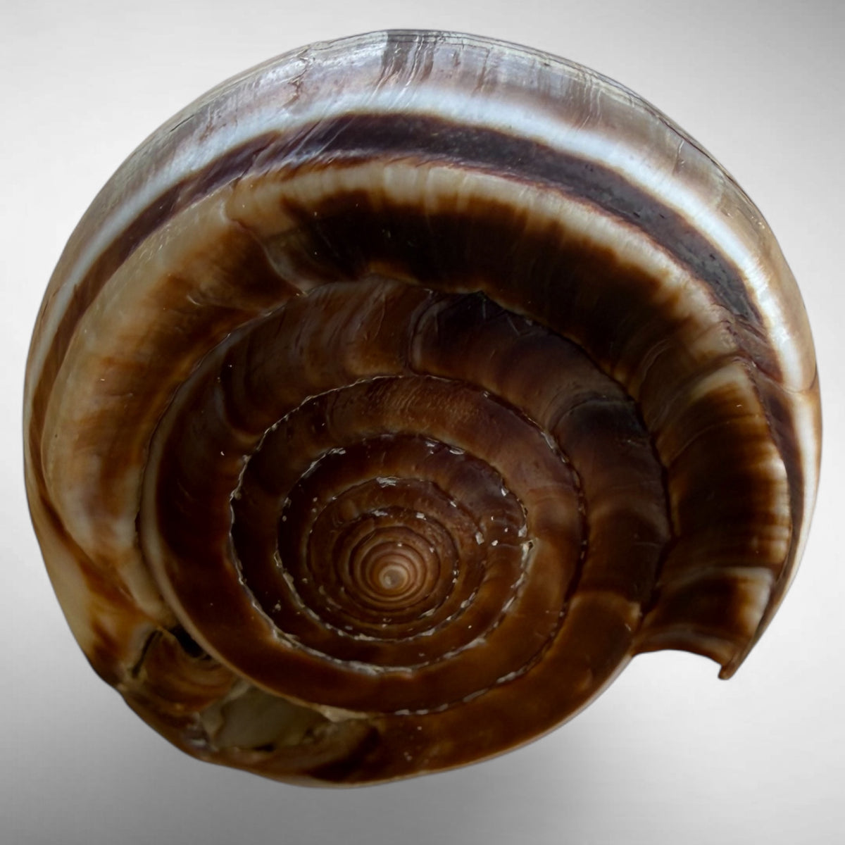 Conus figulinus (Fig Cone)
