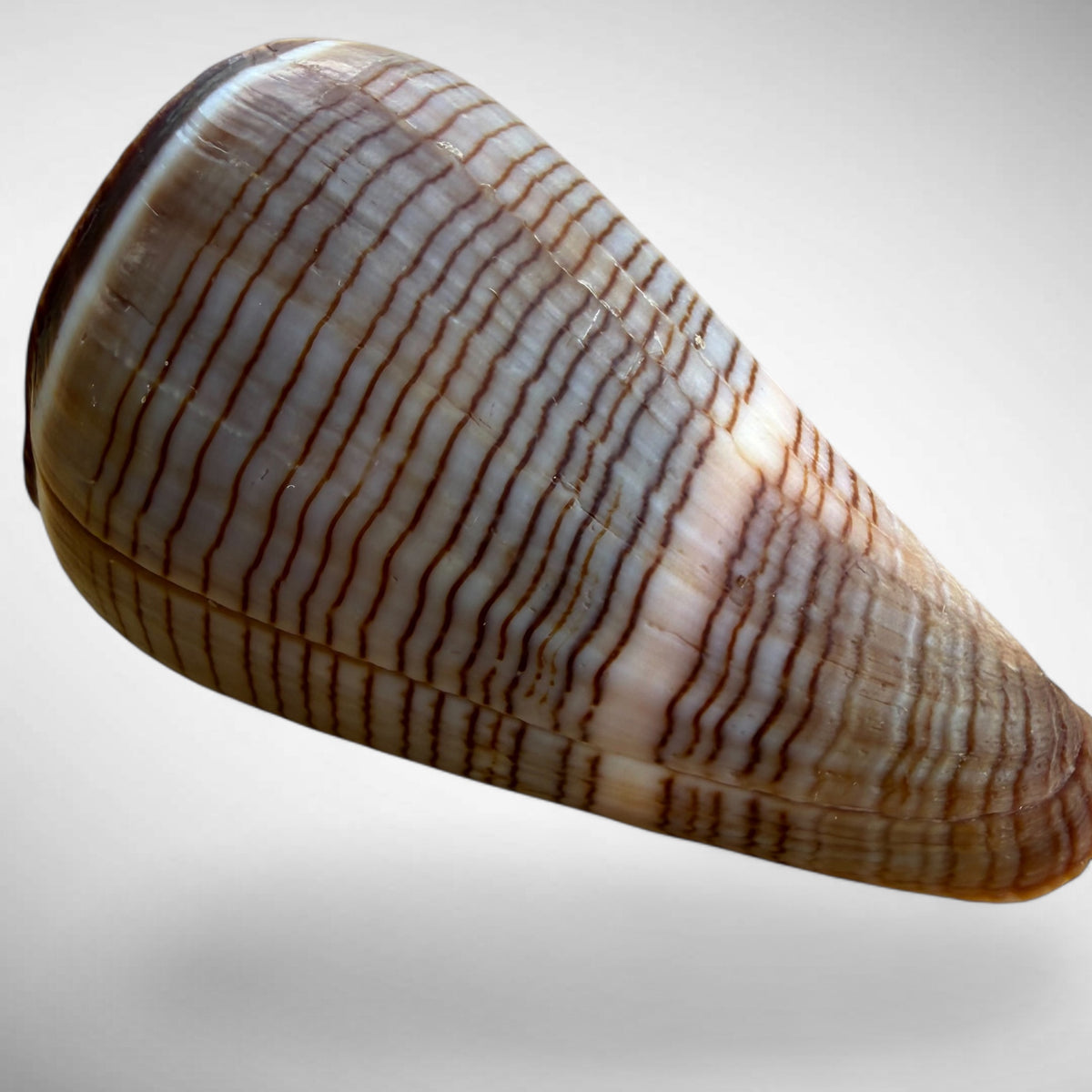 Conus figulinus (Fig Cone)
