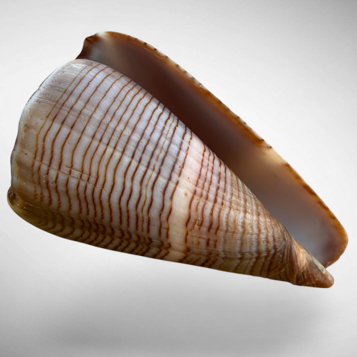 Conus figulinus (Fig Cone)