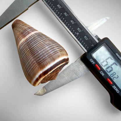 Conus figulinus (Fig Cone)