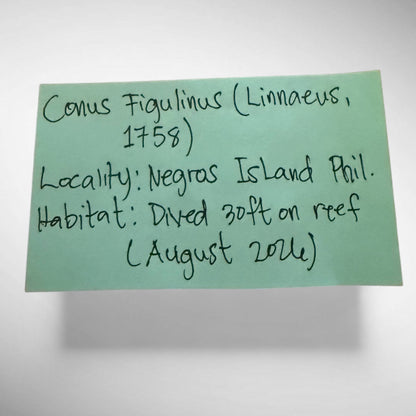 Conus figulinus (Fig Cone)