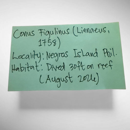 Conus figulinus (Fig Cone)