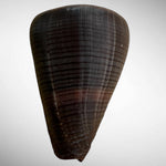 Conus figulinus (Fig Cone)