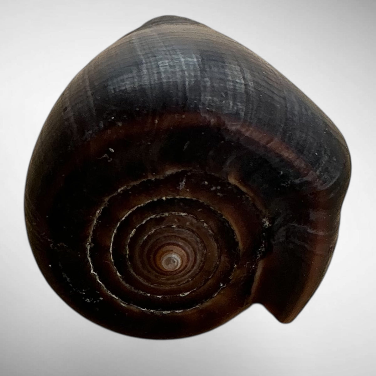 Conus figulinus (Fig Cone)