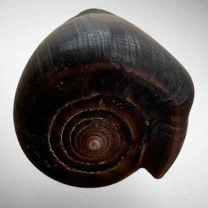 Conus figulinus (Fig Cone)