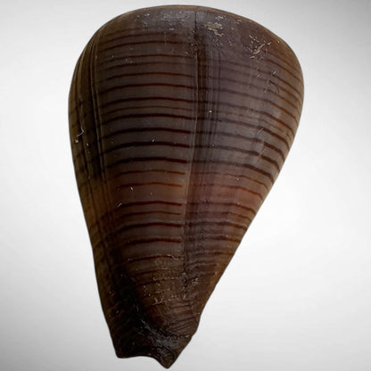 Conus figulinus (Fig Cone)