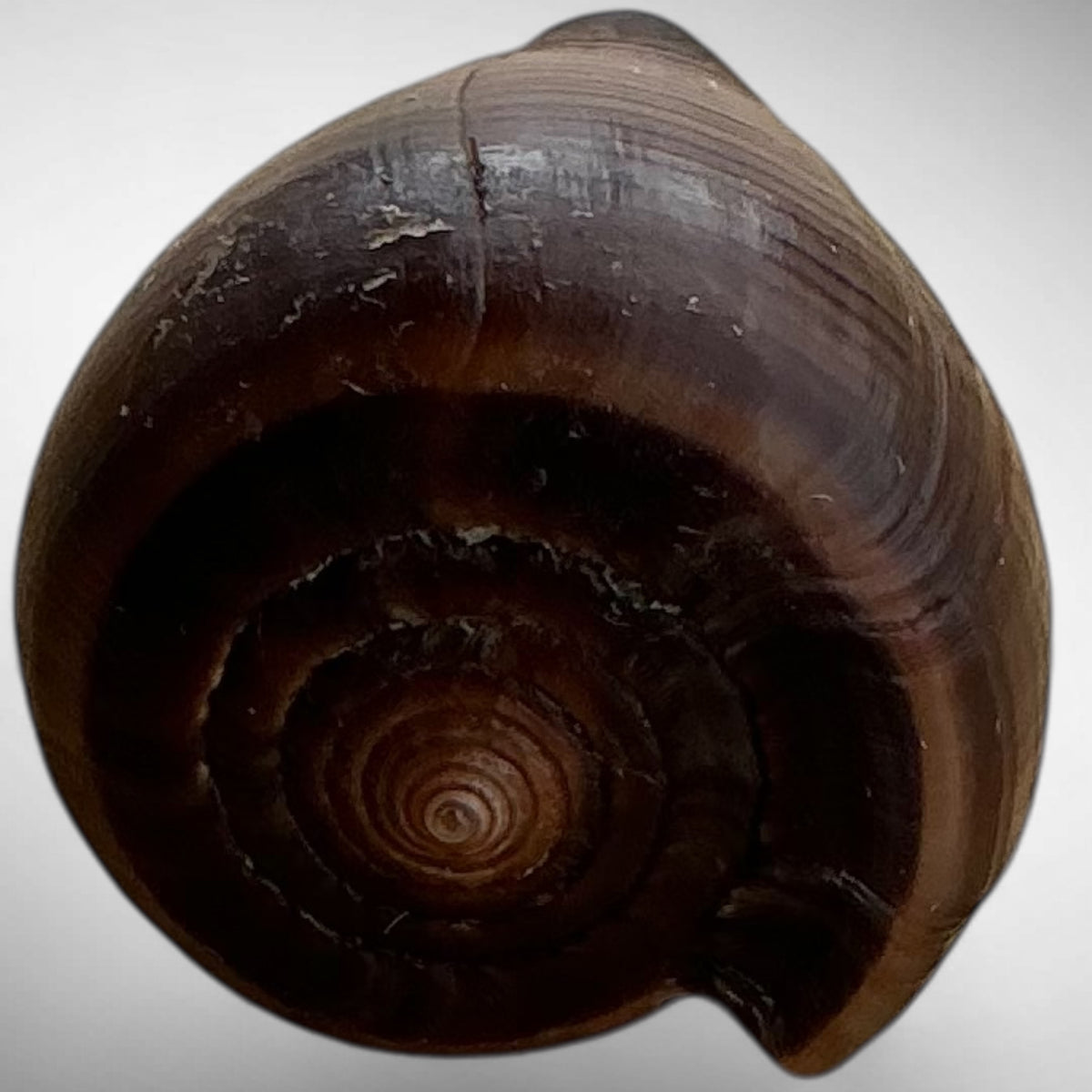 Conus figulinus (Fig Cone)